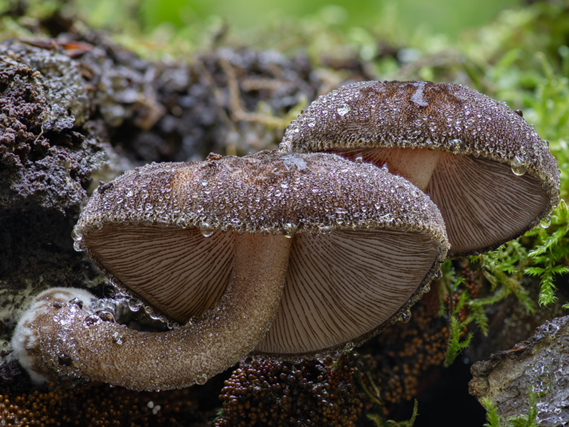 Pluteus umbrosus